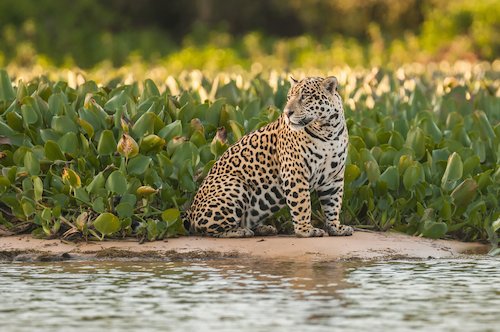 jaguar in pantanal