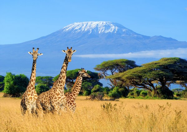 Kenya Giraffes in Amboseli National Park