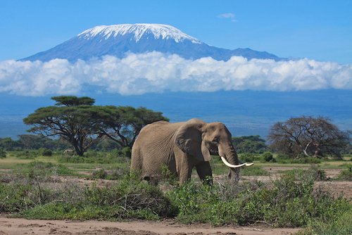 Tanzania Kilimanjaro mountain and elephant