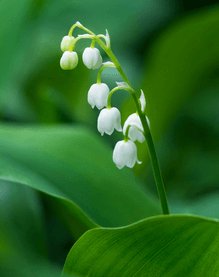 Finland's national flower: lily of the valley