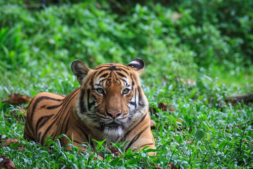 Asian tiger in Malaysia