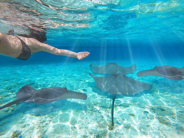 Mantrarays encounter while snorkelling in the Bahamas