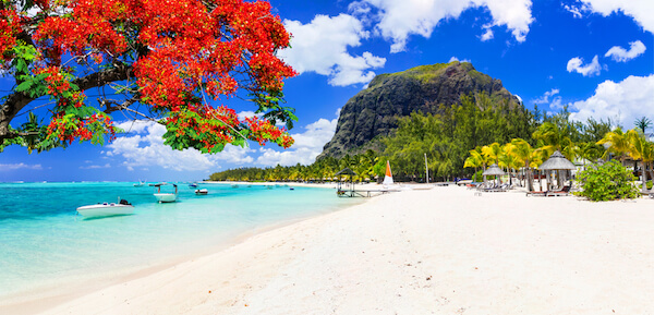 White sandy beach in Le Morne Mauritius with flame tree