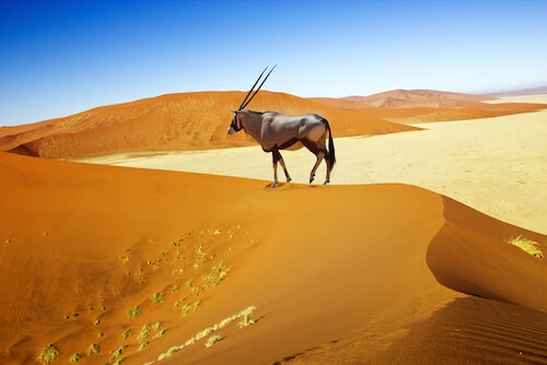 Namibia - oryx on dune landscape