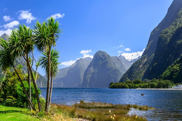 New Zealand Milford Sound with palm trees