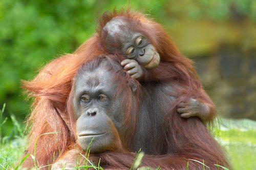 Orang utan with baby
