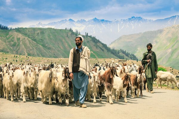 Goat herders - image by Dave Primov/shutterstock