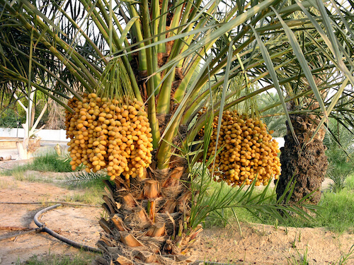 Qatari date palm