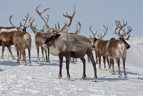 Russia caribou herd - image by shutterstock.com