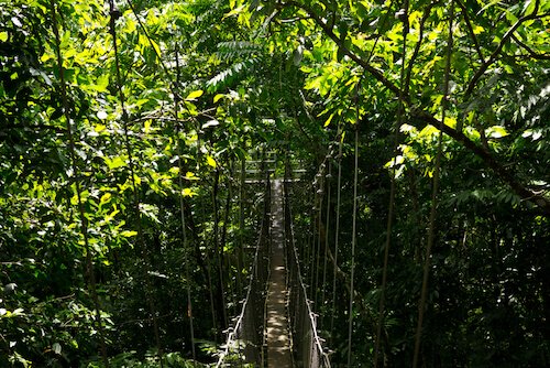 Samoa Canopy Walk by Johnny Giese/Shutterstock.com