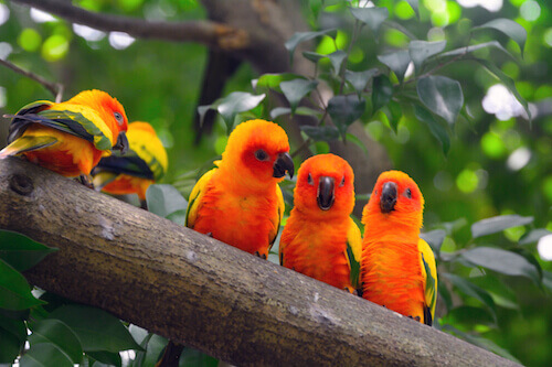 Singapore parrots