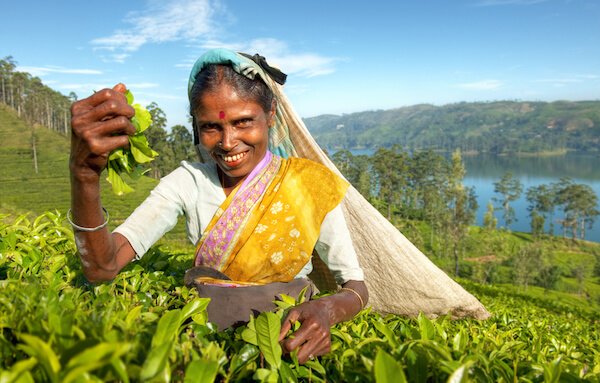 Sri Lanka Tea Picker