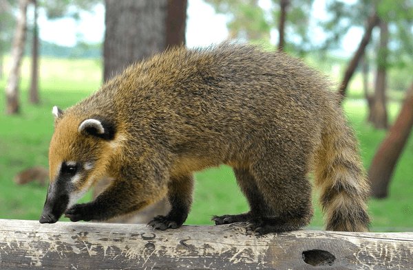 More about the Coati in Uruguay Facts for Kids