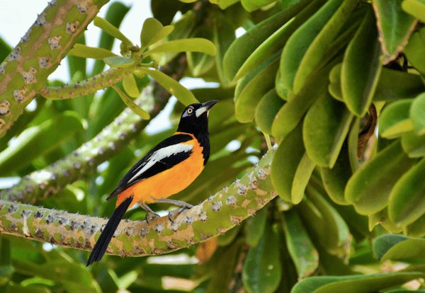 Venzuelan national bird troupial with orange chest in bush
