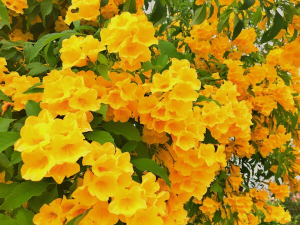 Yellow elder flower the national flower of the Bahamas