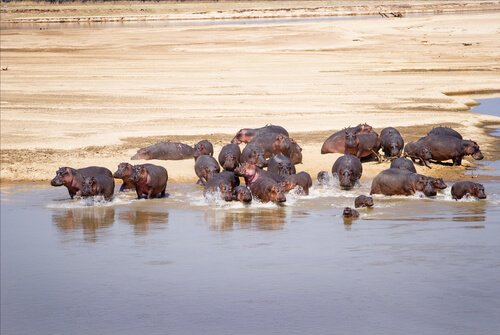 Zambia hippos