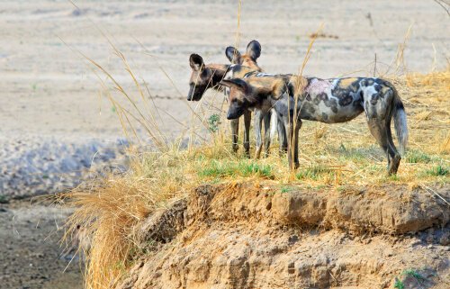 Wild dogs in Zambia - image by Paula French/shutterstock.com