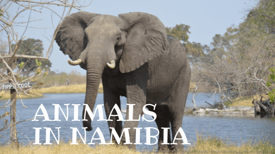 Animals in Namibia: elephant