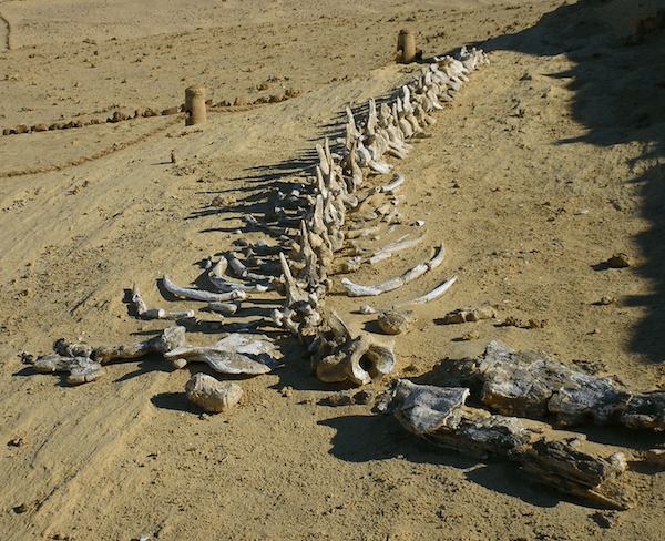 Fossil bones at Wadi Al Hitan - Whale Valley - image by UNESCO Veronique Dauge