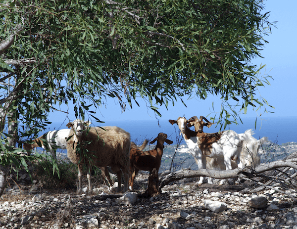 Goats and olive tree in Malta