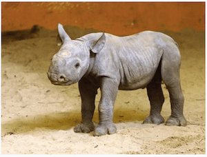 Baby rhino born in Estonia - dpa